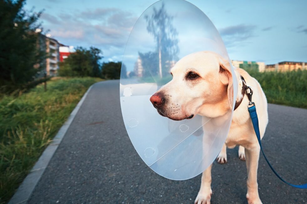 Can I Get Pet Insurance Before Surgery? Advantage