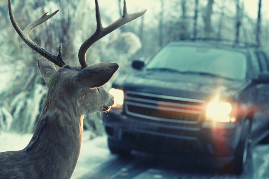 Deer whistles on a Pennsylvania car. 
