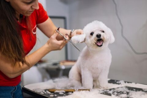 Being A Dog Groomer Is Not As Difficult As You Think 480x320 